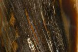 Colorful Polished Petrified Wood Stand Up - Utah #303000-1